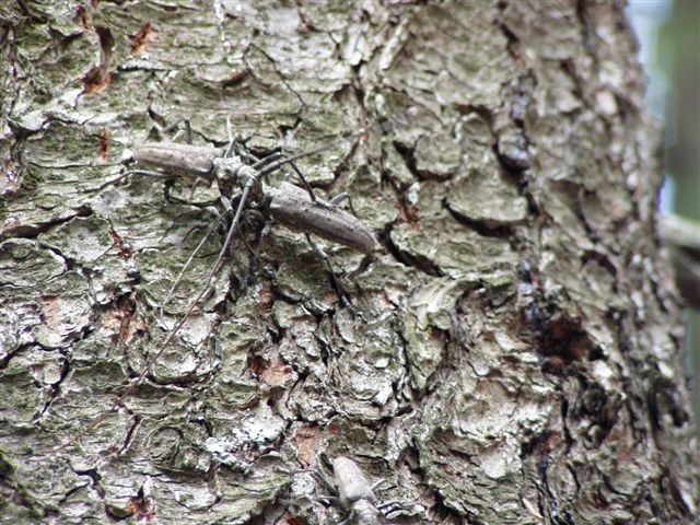 Photo: Bugs Fighting on a Tree
Photographer: Randy Beaumont
File: JPEG 103 kB