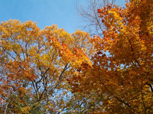 Photo: And Beautiful Leaves
Photographer: Derek Pugh