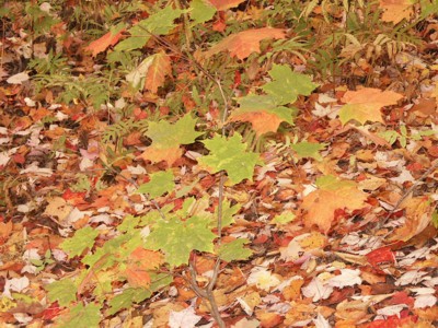 Photo: Colourful Leaves
Photographer: Paulette Tae