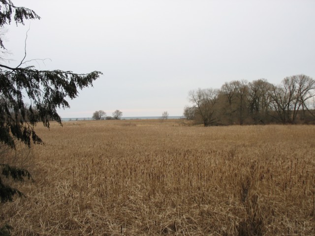 Photo: A View of the Marsh
Photographer: Stephen Steel