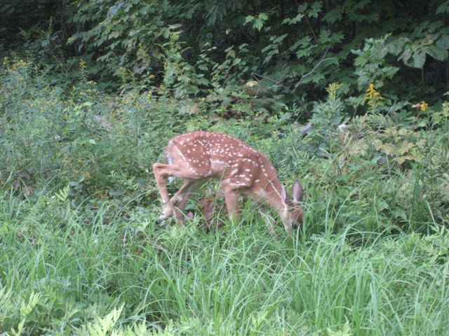 Photo: Another Deer
Photographer: Heather Pugh