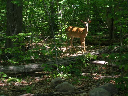 Photo: Deer Investigates Richard Kropman's 50th Birthday Celebration
Photographer: Hanzo van Beusekom