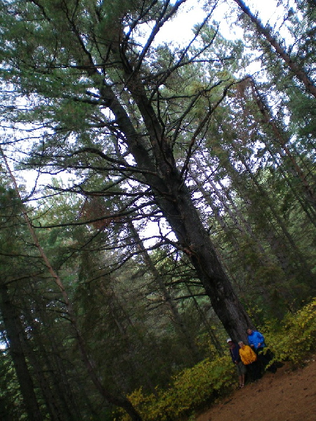 Photo: Tree near Rock Lake