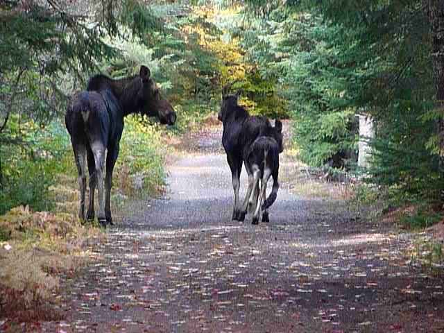 Photo: Moose on the Bike path