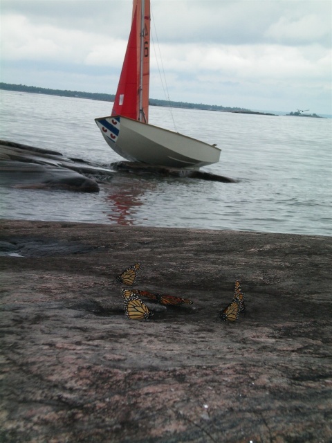 Photo: Monarch Butterflies on Franklin Island