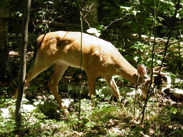 Photo: A Deer in the Bush