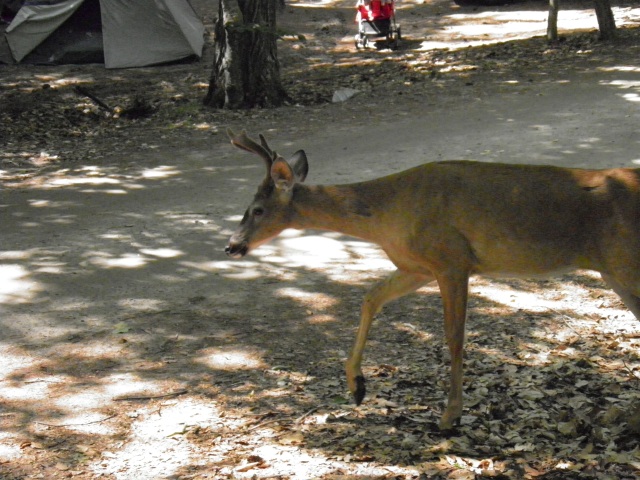 Photo: A Deer Ventures onto the Campground Road