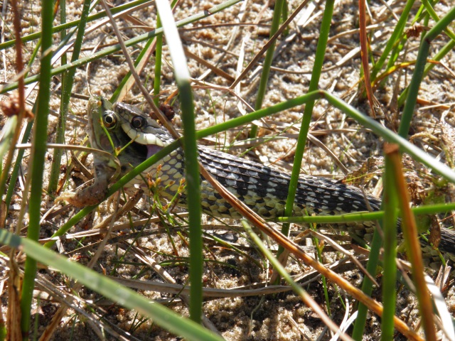 Photo: Snake Making a Tasty Breakfast of Fresh Frog