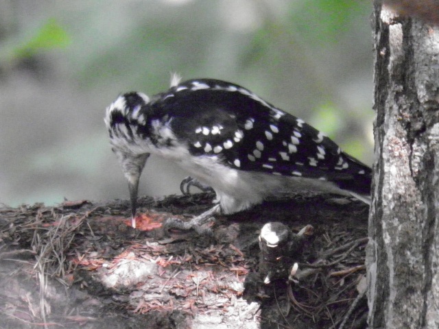 Photo: Woodpecker