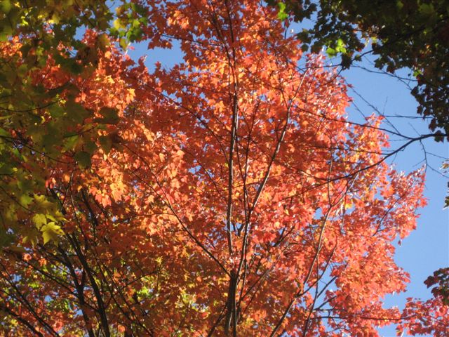 Photo: Fall Colours