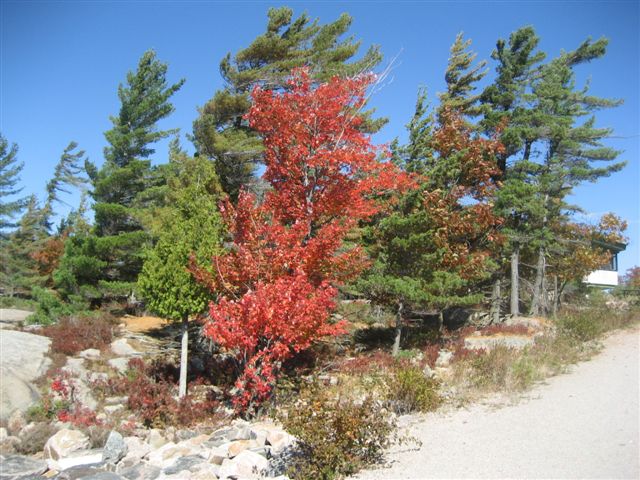 Photo: A Mix of Red and Green