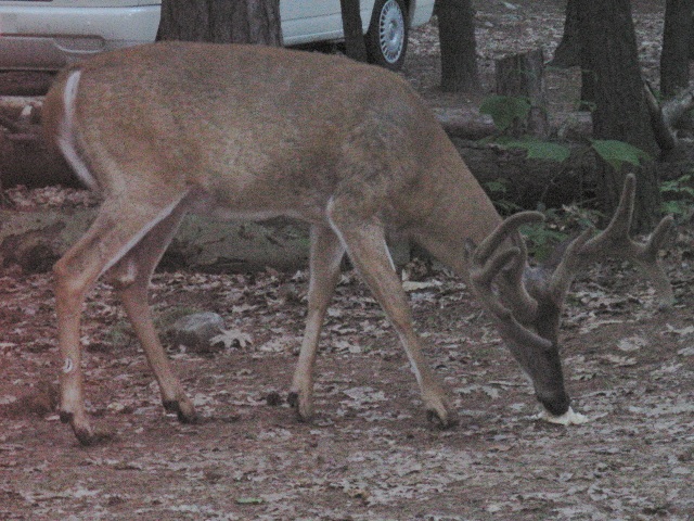 Photo: Deer on the Campsite