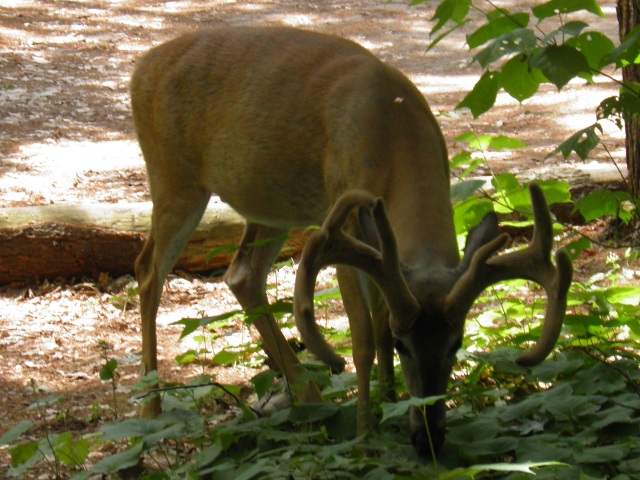 Photo: A Deer Wandering in the Middle of the Campground