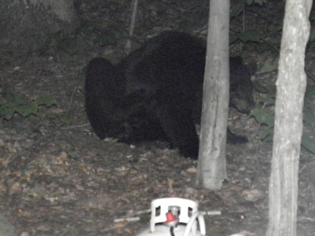 Photo: A Bear Inspects the Site After the Corn Roast