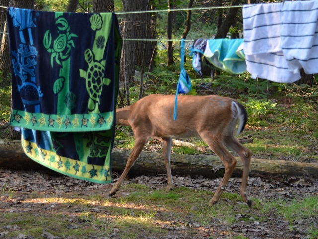 Photo: A Deer Visits the Campsite