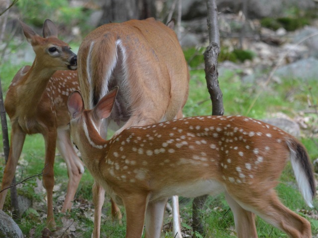 Photo: The Fawns Stick Close to their Mother