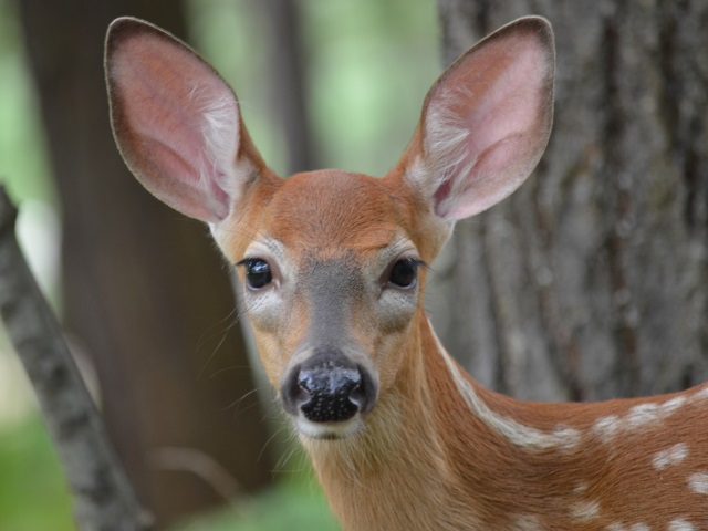 Photo: The Young Deer Contemplates Whether Any of the OMDA Snacks Appeal
