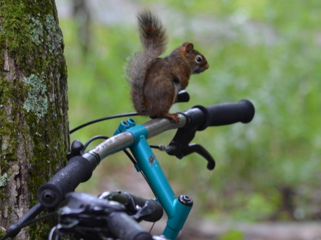 Photo: A Squirrel Checks Out the Bike