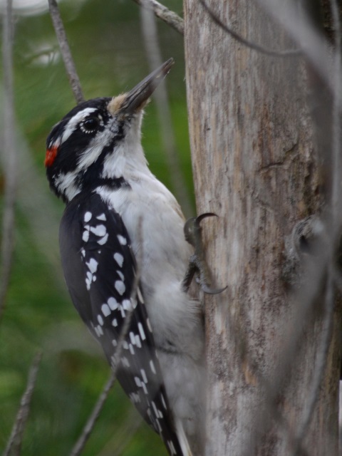 Photo: A Woodpecker