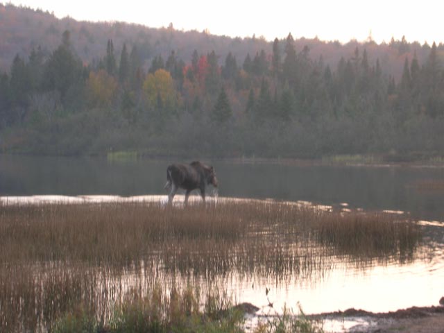 Photo: Moose on Rock Lake, Algonquin Park
Photographer: Hanzo Van Beusekom